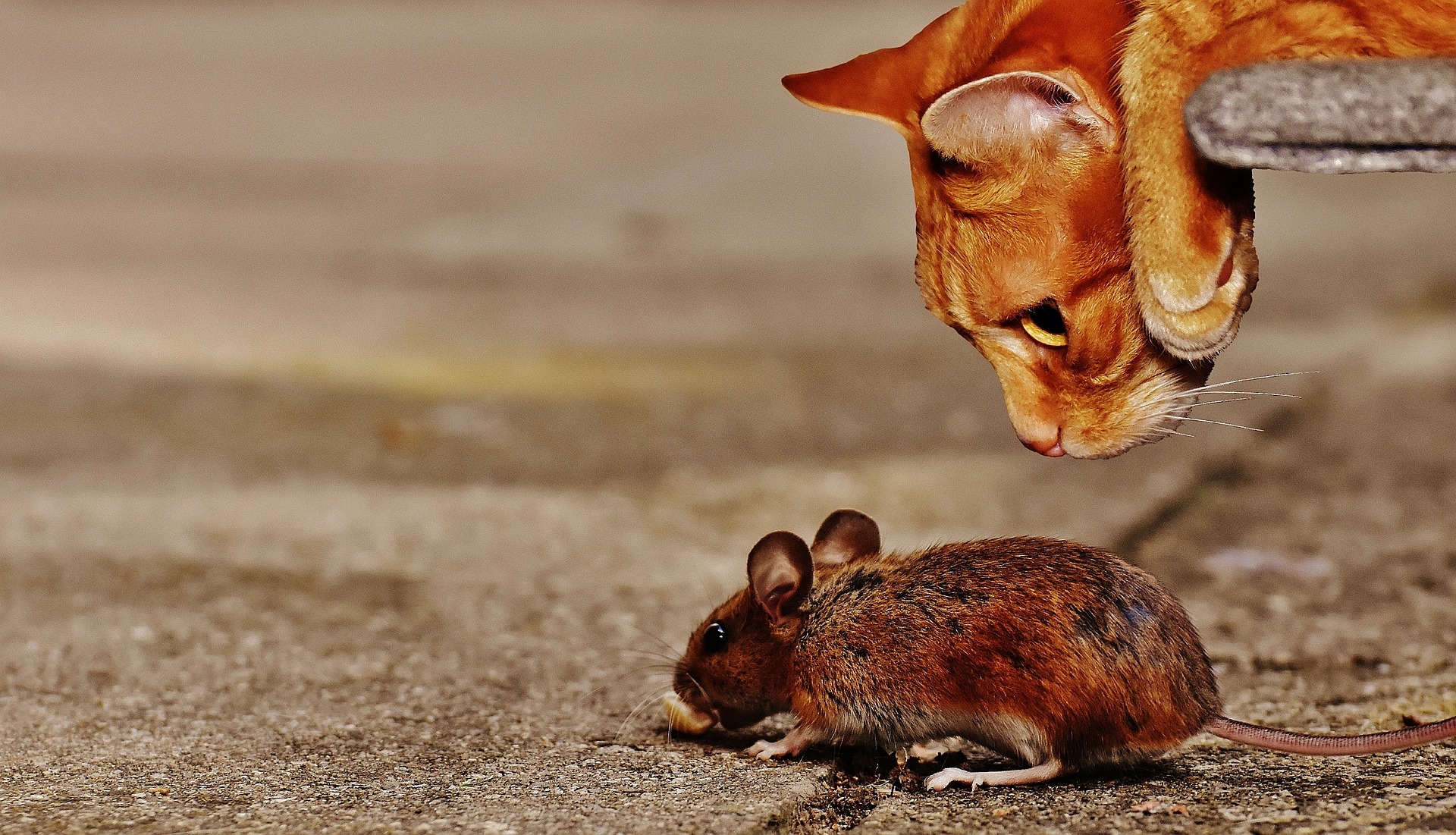 maus mit katze