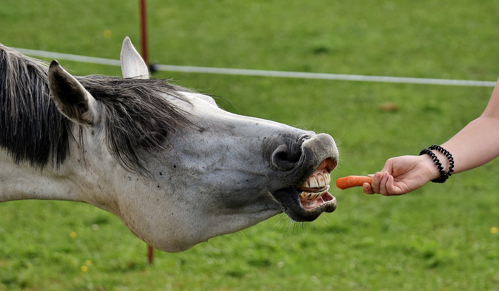 Pferd mit Karotte